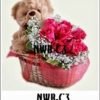 NWB-C3 800000