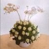 Polar Star and Phalaenopsis 800000