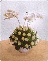 Polar Star and Phalaenopsis 800000